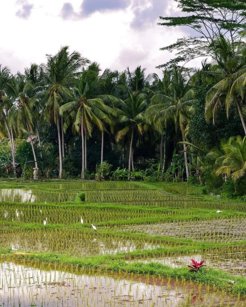 Preparing the Former Rice-Field Plot for Your Canggu Villas